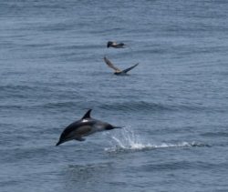 delfines